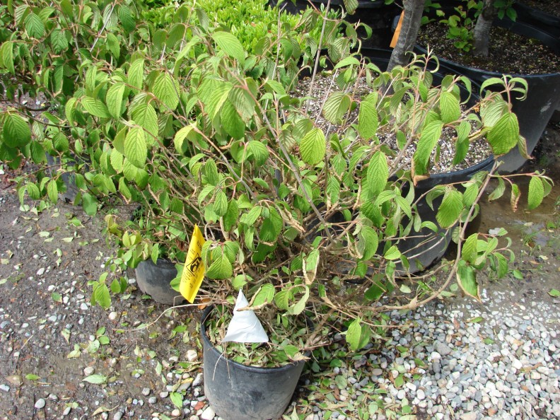 a potted shrub with many branches. all leaves point downward and some show lesions