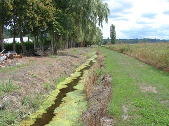 A drainage ditch on a hillside with bright green weeds growing along the edges