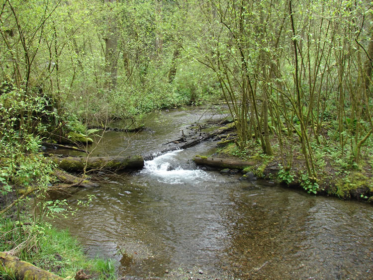 looking upstream at a sharp curve in a wide, shallow stream with large woody debris fallen across it. The banks on both sides have thickly growing tall spindly shrubs with young leaves.