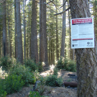a forest with tall straight conifers and scattered shrubs on the ground. On the tree closest to the camera is a red and white sign. At the top it says "Stop the spread of sudden oak death"