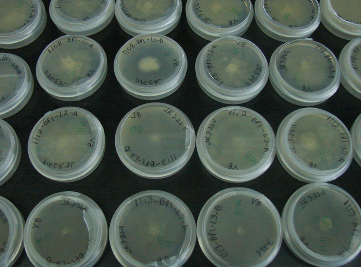 small petri dishes, labeled with ultrafine sharpie, sealed with parafilm, which have each been inoculated from a different source. 