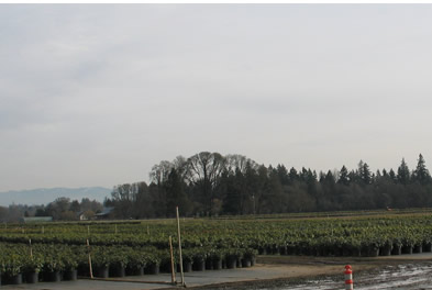 fields of small plants in large pots in rows