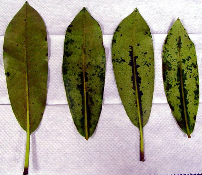 four rhododendron leaves with their stems pointing down. Each one shows growth of black lesions along the midrib and/or on the edges.