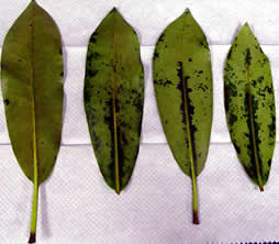 Four leaves laid out flat with their stems pointing downward. The leftmost leaf has kept its green color with only a few black lesions on the edges. The three on the right have spotty black lesions along their midrib and scattered across their surface.
