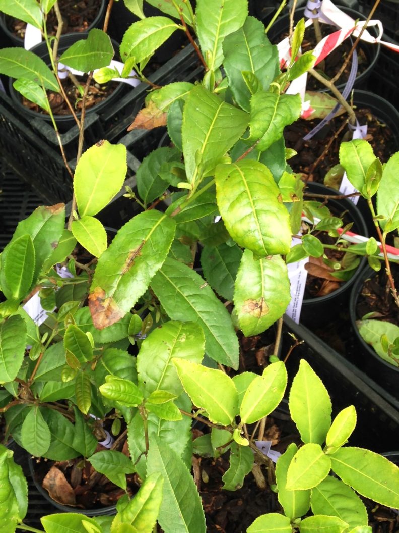 small plants in square black pots. the older, darker green leaves have brown phytophthora lesions in one or more places.