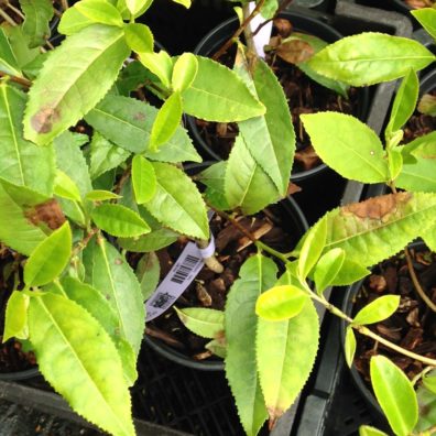 Symptomatic potted plants