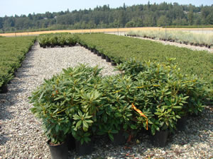 Block of P. ramorum positive rhododendrons selected for destruction at a nursery