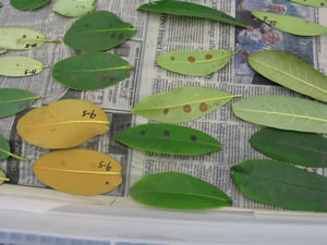 rows of rhododendron leaves with lesions formed intentionally