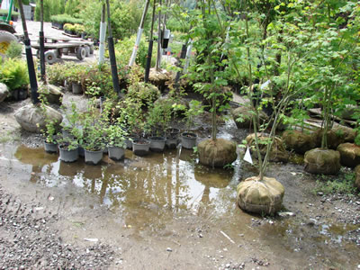 plants and saplings in containers, sitting in a puddle of water