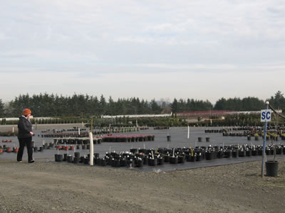 Plants grouped by species on a large piece of black weedcloth