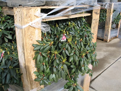 rhododendron plants in open-sided wooden crates with plastic wrapped around the top and bottom edges
