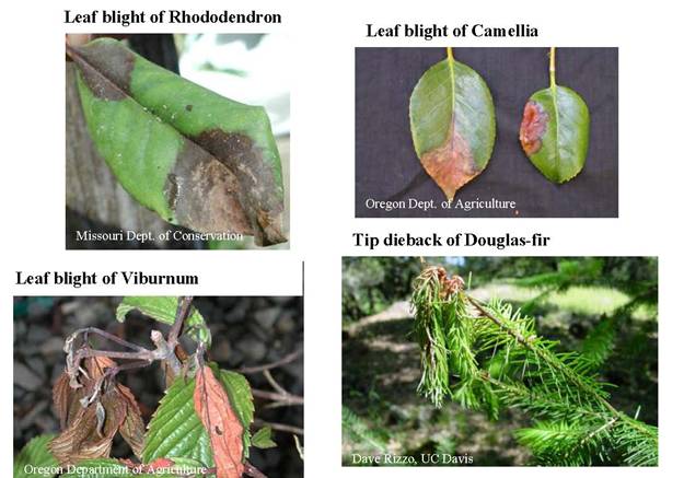 top left: leaf blight of rhododendron - large lesion at the tip (bottom right of frame), small lesion at the base (top left of frame). Top right: leaf blight of camellia - two leaves next to each other, one with a large lesion at the tip, one with a small lesion on its left side. Bottom left: leaf blight of viburnum, a shoot with half the leaves dead. Bottom right: tip dieback of douglas-fir, which looks healthy until right before the topmost shoot where it has started to go brown and flopped over.