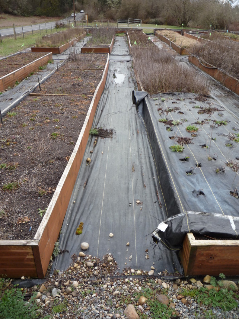 raised garden beds with weed-blocking material on the walkways between them, and one with the material over the top of it. bits have been punched out so that the good plants can grow through