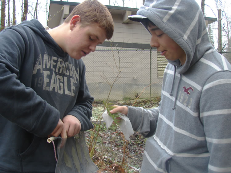 two people facing each other. the one on the left is fishing a leaf out of one of the bait bag sections. the other is holding what looks like a fern frond and a softer white mesh bag. link to full image