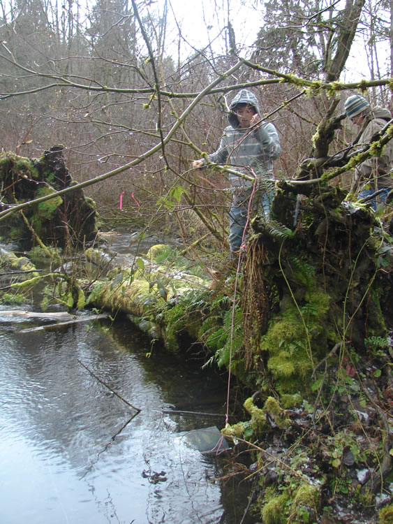 A boy in a gray hoodie with thin white strips standing on the bank of a creek. on the bank at the middle left and right of the frame are pieces of large decaying log. The piece on the right is leaning up against a small tree with a piece of pink plastic flagging tied to one of its branches. Hanging from another branch is a flat mesh bait bag with rhododendron leaves in it.