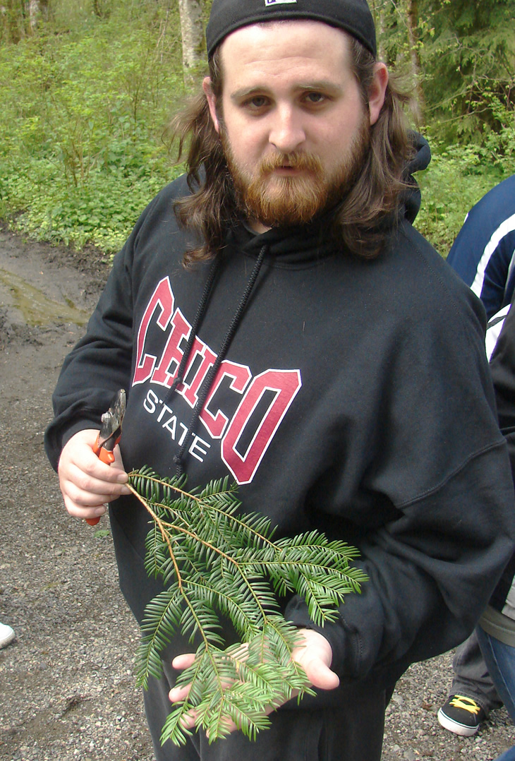 A student shows the newly-grown foliage at the end of a small fir branch, resting it on his open hand. His other hand holds the end of the branch and a set of clippers with orange handles.
