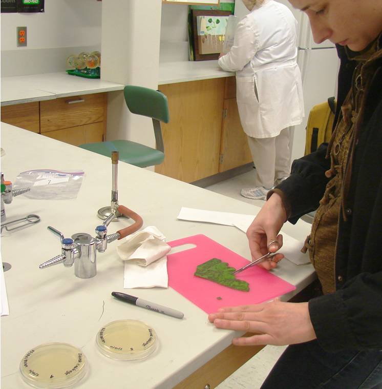 A student at a lab counter, using tiny scissors to cut pieces off of a large leaf laid out on a small red cutting board. Two small petri dishes labeled with a sharpie are on the counter next to them.