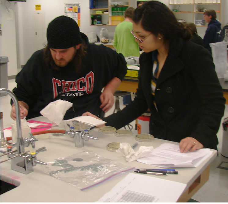 Two students at a lab bench with a lab sink visible in the lower left corner. On the counter in front of the student on the right are three small petri dishes in a row labeled in sharpie. A fourth dish is further onto the counter. The student on the left is using tweezers to pick up something small and white while the student on the right watches.