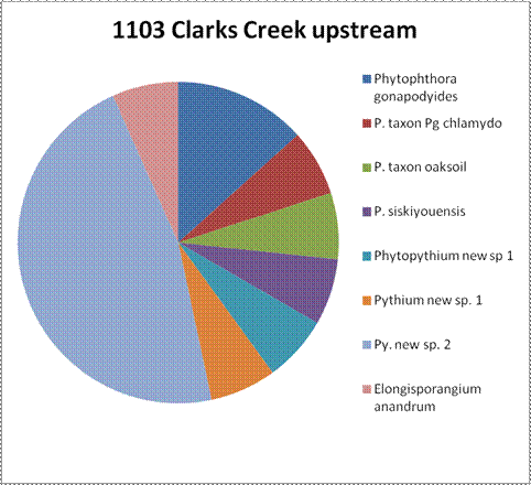a circle graph without numbers to express the percentages, indicating the species results from site 1103 Clarks Creek upstream. The largest amount of results at nearly half was Pythium new sp 2. The next largest result was Phytophthora gonapodyides. The remaining six species have approximately the same amount. Phytophthora taxon Pg chlamydo, Phytophthora taxon oaksoil, Phytopthora siskiyouensis, Phytopythium new spo 1, Pythium new sp 1, and Elognisporangium anandrum.