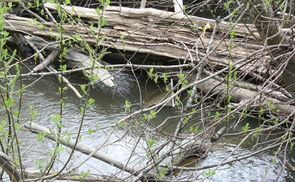 a shot of woody debris over the top of the stream and some willow growing in individual shoots