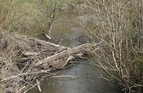 looking upstream in the creek. downed woody debris has fallen across.