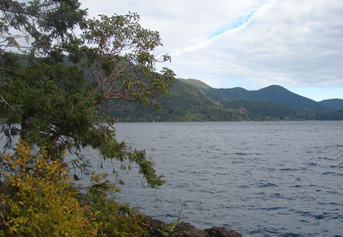 behind a conifer, a midsize madrone tree on the banks of a lake leans over the water. A small shrub with yellow leaves grows in the bottom left of the frame.