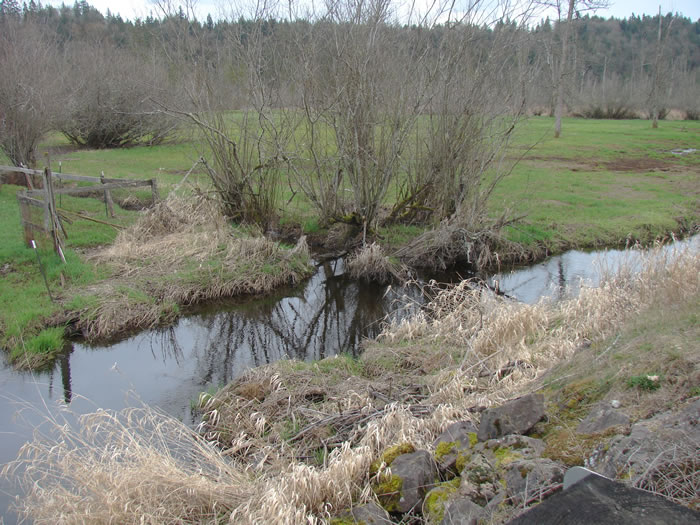 A narrow stream with smooth water. the banks on the close side are filled with tall dead grasses. On the other bank is a cluster of tall shrubs and a green field with short grass.