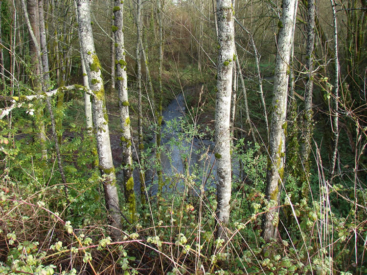 A number of thick saplings with their crowns above the frame. Himalayan blackberry (Rubus ursinus) canes are growing around their bases and a small conifer is in the left of the frame.
