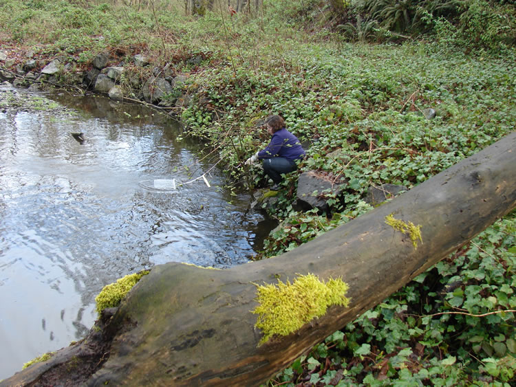 a girl squatting down among common ivy (Hedera helix) at the edge of a stream, pulling a small rope attached to a bait bag out of the water. A large (but not big enough to walk on) fallen log with moss in patches and no bark goes from bottom left to middle right of the frame.