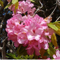 a ball-like cluster of ruffly pink rhododendron flowers. the leaves visible are yellowing.