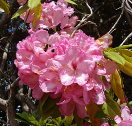 a cluster of ruffly pink rhododendron flowers. the leaves that can be seen are yellowing.