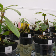 young rhododendron plants in square-topped black pots with round bottoms, which have been placed in clear plastic cups. Each pot is labeled with a set of numbers on a sticker. the pot closest to the middle of the frame has wilting, yellow and brown leaves.