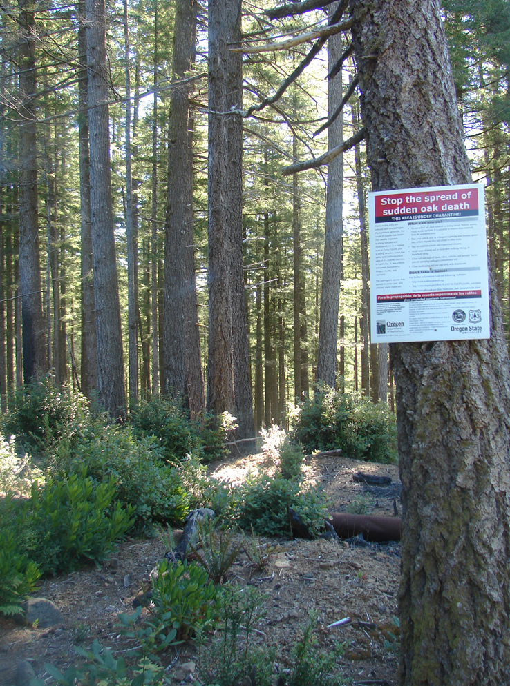 a dense forest of straight, tall conifers with shrubs scattered across the ground. On the tree closest to the camera is a sign with a red headline in white text: "stop the spread of sudden oak death"