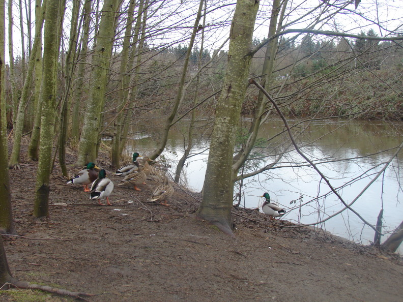 On the left is a forested riverbank with four male mallard ducks facing each other. On the right is a smooth river surface and a dense conifer forest can be seen on the other side of the river.