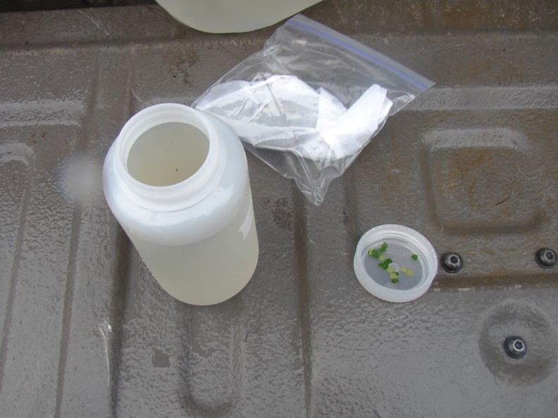 A Nalgene with its lid off sits on the back gate of a truck. its lid is sitting next to it, containing several small heart-shaped pieces of leaf. Above the nalgene is a sandwich-size ziploc bag with a white paper towel.