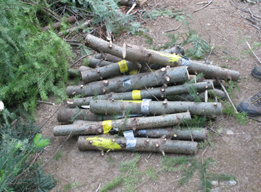 a pile of sections cut from the boles of trees. each has a white or yellow label wrapped around and one has yellow paint