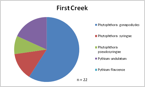 a circle graph showing that the primary species recovered from First Creek was Phytophthora gonapodiyes. Pythium undulatum was the second highest number of results, with Phytophthora pseudosyringae and Phytophthora syringae present in lower numbers.
