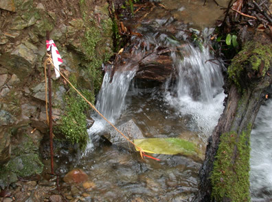a small pool in front of a small waterfall. a leaf in a small mesh bag tied to a tree