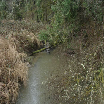 A small brown creek in a semi-deep channel seen from above. Some woody debris is visible at the end of the water in the picture. The banks on the left have tall, thick brown grass. In the bottom right of the screen is a shrub with no leaves, its branches with lichen.