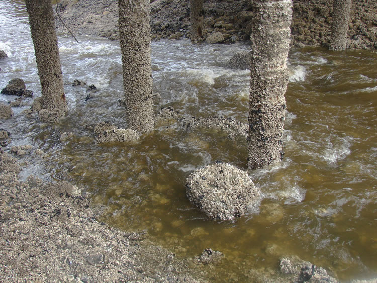 cement pillars in the water under a bridge with water flowing around them. The pillars, the rock n the water, and the shore are covered in small barnacles.