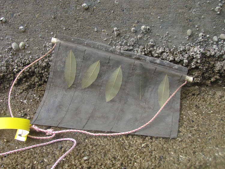 five rhododendron leaves in a mesh bag with a dowel at the top. each is in a section sewn separate from the others to prevent the leaves overlapping.
