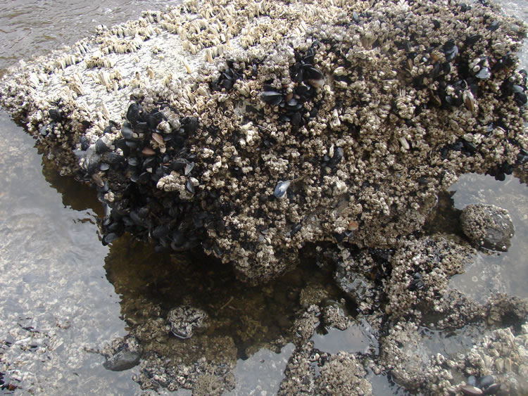 A chunk of cement in the water, covered in small barnacles and bird waste.