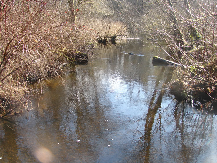 looking at a calm creek with large woody debris place sporadically on either side of the channel. The banks are filled with tall thick shrubs without leaves.