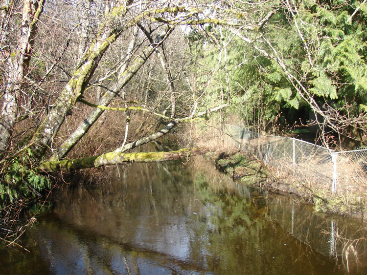 A tree hangs over the water, likely vine maple. Along the bank across from the tree is a chainlink fence.