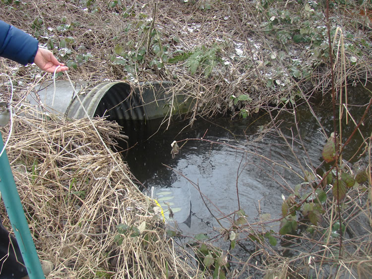 An arm from the top left of the frame holds a string, from which a bait bag with rhododendron leaves hangs in the water.