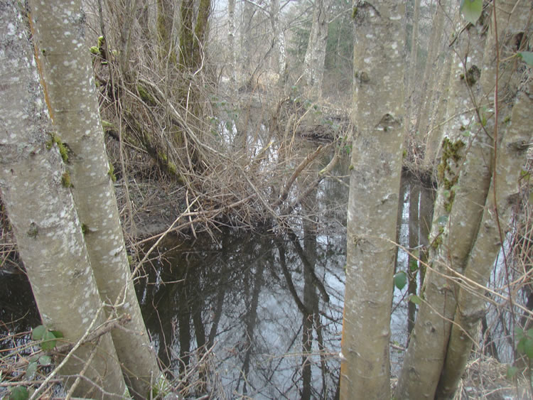 Thin trees growing in the water. Center frame is a large shrub with no leaves.