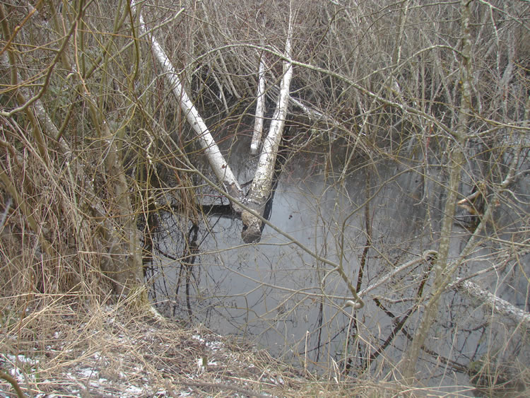 A creek spreading out with small trees growing in the water. Fallen down left of the center is a large paper birch with two stems laying like a V on top of the other trees in the water.
