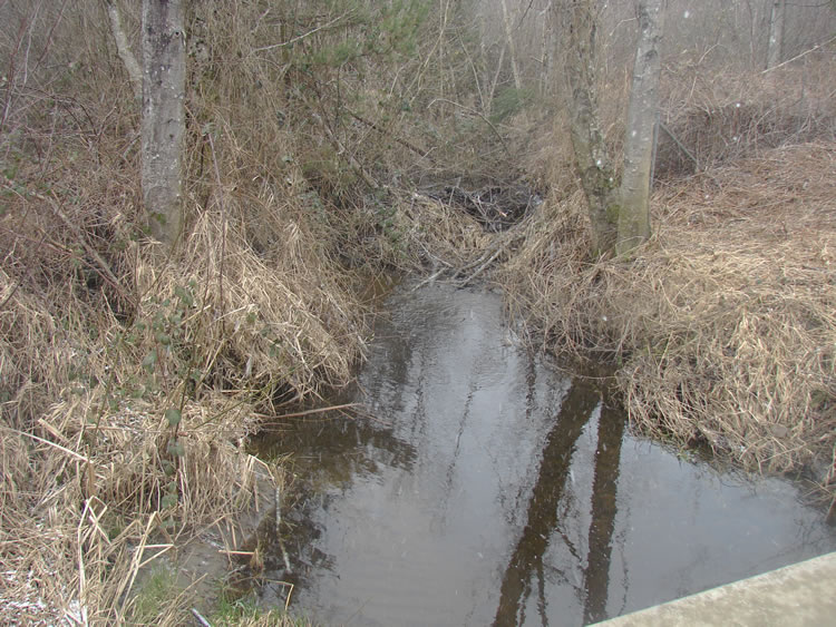 Looking at a small creek from a bridge above it. Both banks have a lot of tall but wilted brown grass and some broadleaf trees with no leaves.