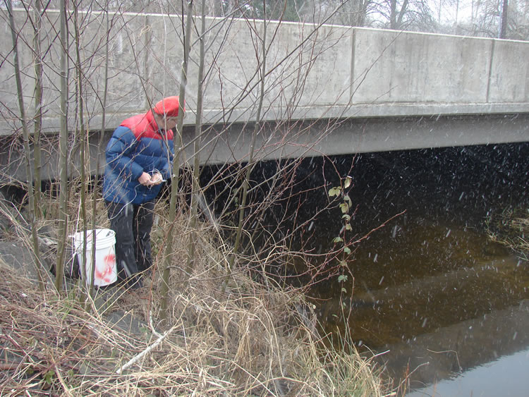 A volunteer in a red hat standing on a sloped bank, below a bridge but above the water. There are saplings taller than the volunteer growing on the bank.  Next to the volunteer is a white bucket with red on it.