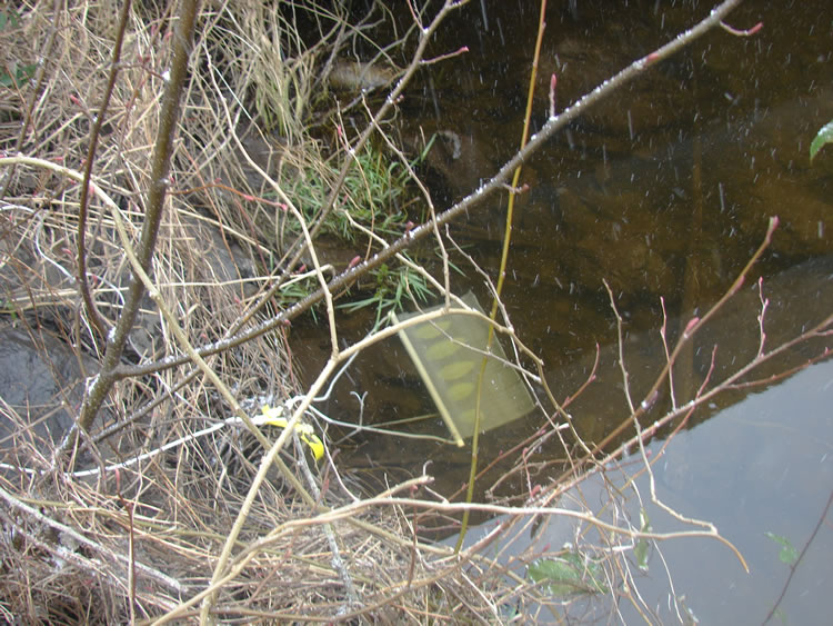 A creekbank with a lot of woody plants. A small rope comes from the lower left of the frame, leading to a bait bag loaded with rhododendron leaves, which is floating in the water. 